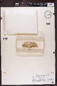 Image of Chaenothecopsis ussuriensis