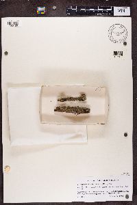 Image of Chaenothecopsis vainioana