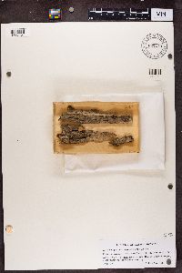 Sclerophora farinacea image