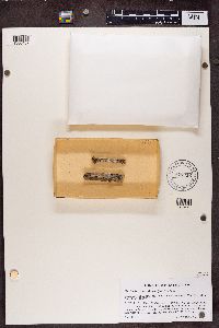 Sphinctrina turbinata image