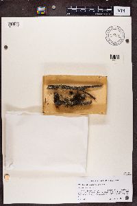 Stenocybe septata image