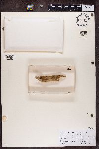 Chaenotheca brachypoda image