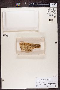 Chaenotheca trichialis image