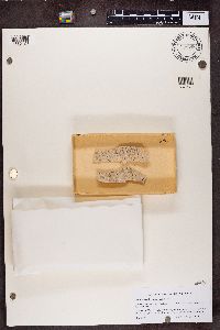 Chaenothecopsis pusilla image