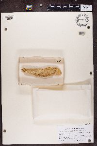 Microcalicium arenarium image