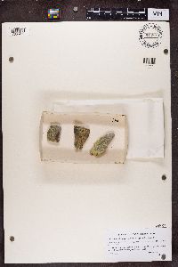 Microcalicium arenarium image