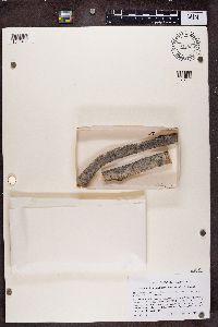 Phaeocalicium populneum image