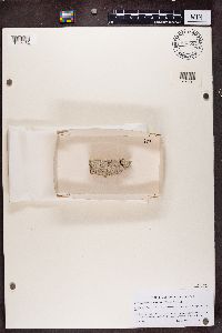 Sclerophora farinacea image