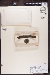 Stenocybe pullatula image