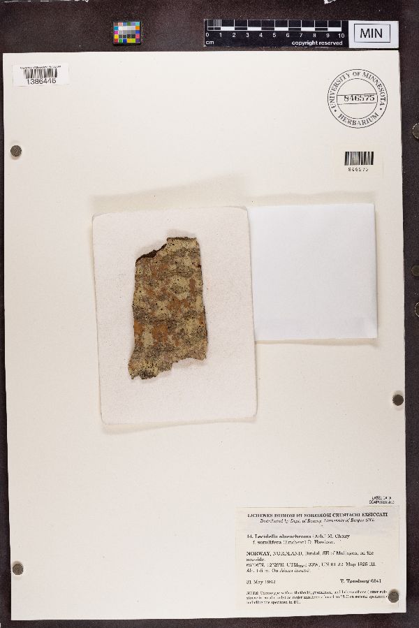 Lecidella elaeochroma f. soralifera image