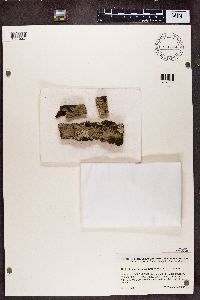 Image of Lecidella flavosorediata