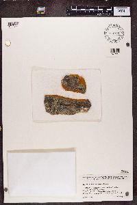 Rinodina efflorescens image