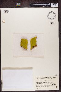 Chrysothrix candelaris image