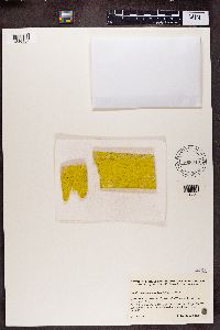 Chrysothrix candelaris image