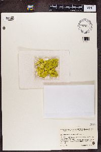 Chrysothrix chlorina image