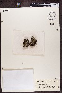 Lecanora impudens image