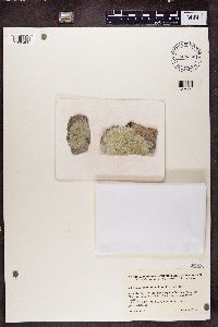 Lecanora thysanophora image