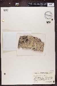 Loxospora elatina image