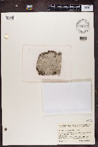 Phlyctis argena image