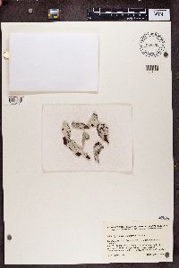 Phlyctis argena image