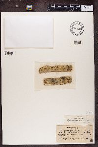 Media resource of Julella sericea