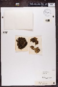 Tuckermanopsis ciliaris image