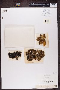 Platismatia tuckermanii image