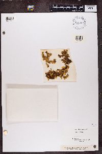 Usnocetraria oakesiana image