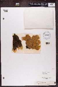 Peltigera aphthosa image