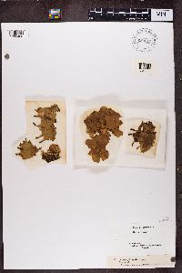 Peltigera polydactyla image