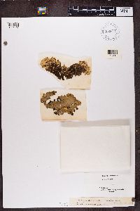 Peltigera polydactyla image