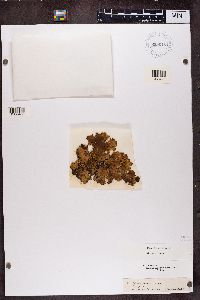Peltigera horizontalis image