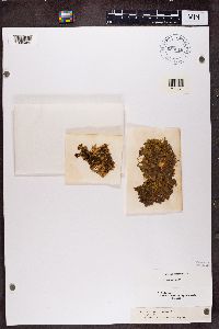 Nephroma resupinatum image