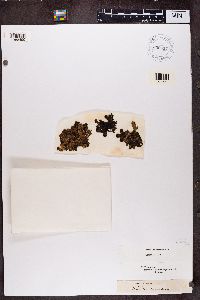 Nephroma helveticum image