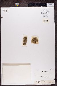 Megaspora verrucosa image