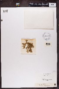 Stereocaulon tomentosum image