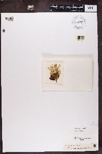 Cladonia turgida image