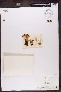 Cladonia gracilis image