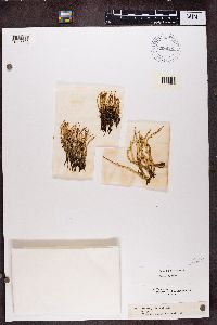 Cladonia gracilis image