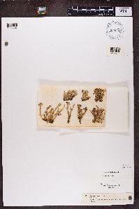 Cladonia squamosa image