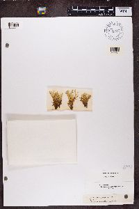 Cladonia uncialis image