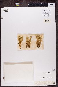 Cladonia uncialis image