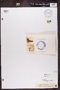 Cladonia coccifera image