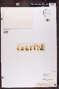 Cladonia digitata image