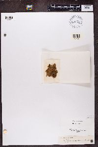 Biatora vernalis image