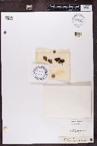 Trapeliopsis granulosa image