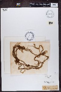 Usnea angulata image