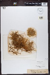 Evernia prunastri image