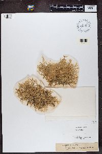 Evernia furfuracea image