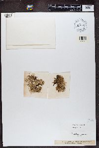 Evernia furfuracea image